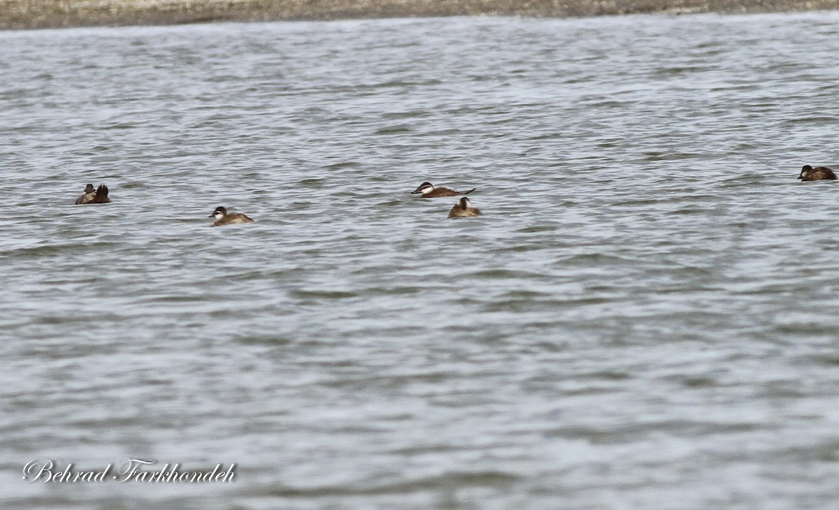 White-headed Duck - ML25494791