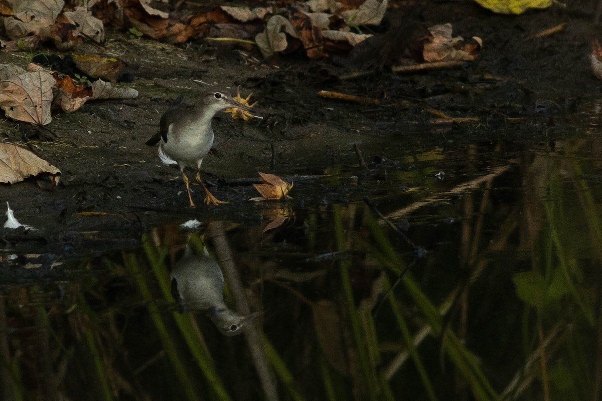 Chevalier grivelé - ML254948061