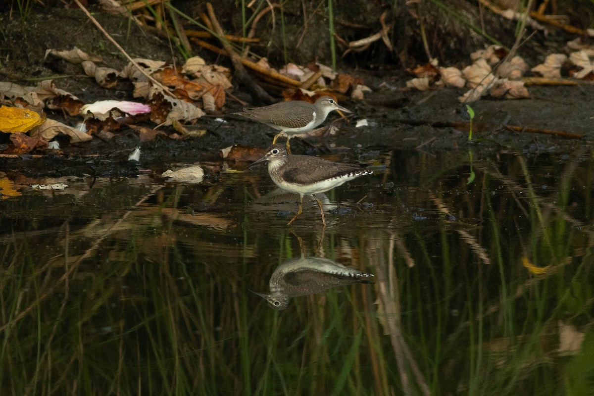 Chevalier grivelé - ML254948071