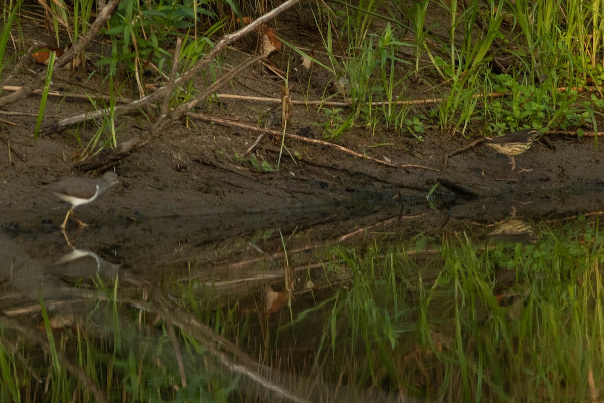 Chevalier grivelé - ML254948091