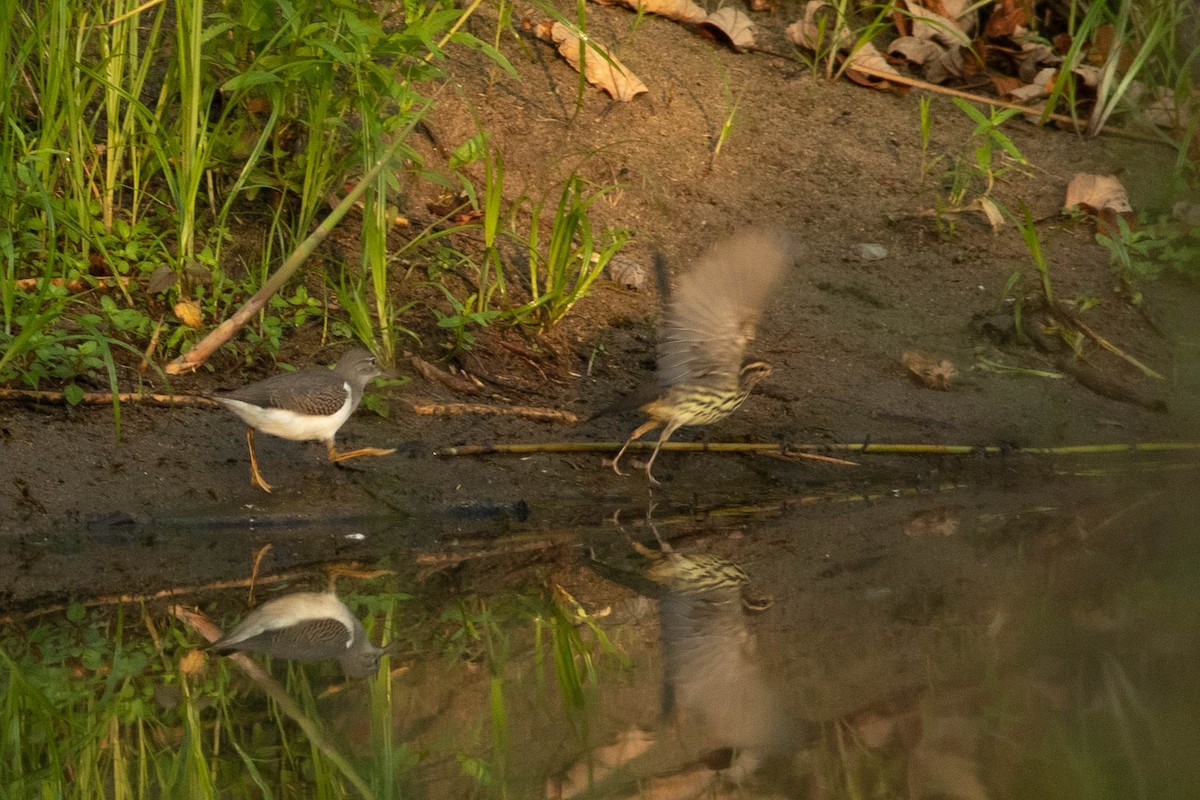 Chevalier grivelé - ML254948101