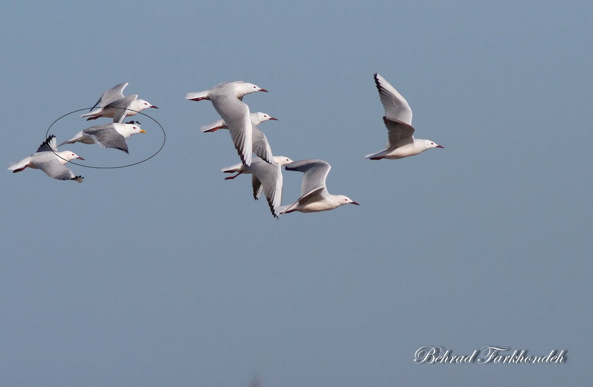 Common Gull - ML25494811