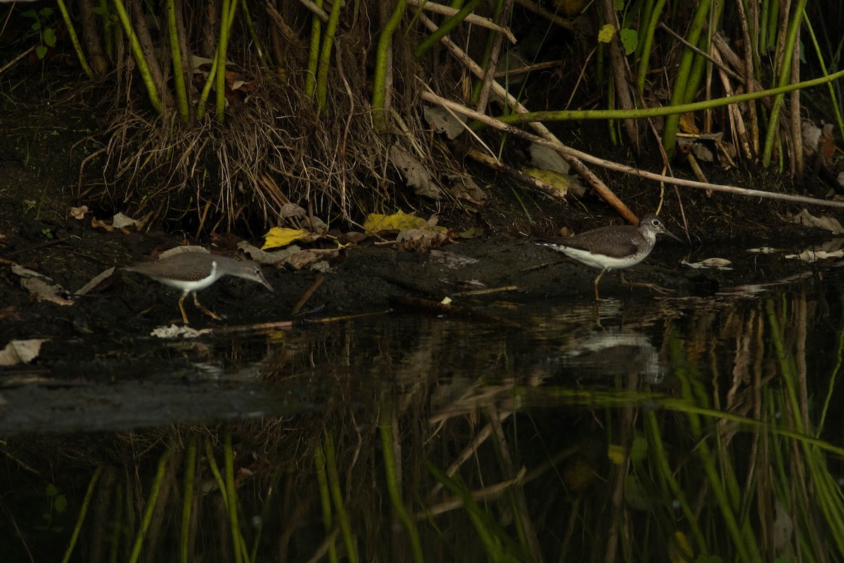 Chevalier grivelé - ML254948111