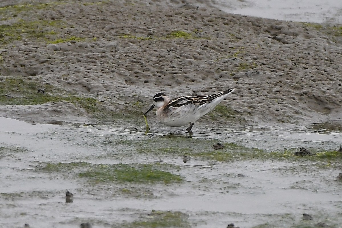 Red-necked Phalarope - ML254948121