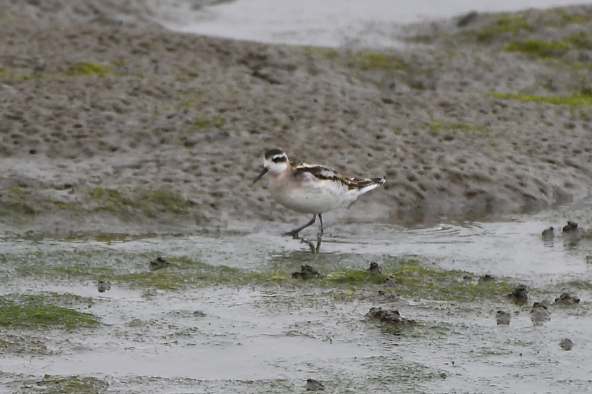 Red-necked Phalarope - MJ OnWhidbey