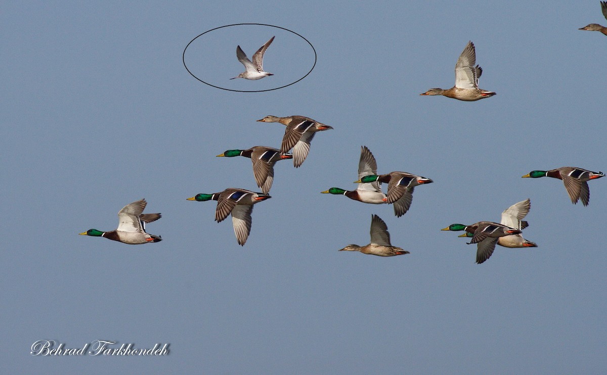 Bar-tailed Godwit - ML25494821