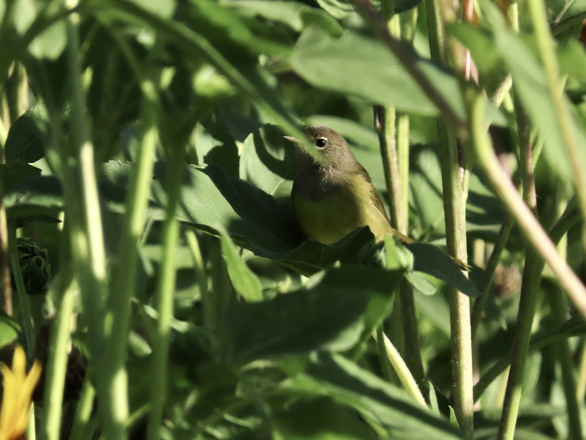 MacGillivray's Warbler - ML254948661