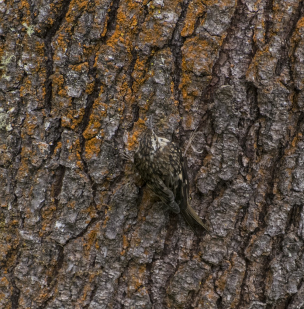 Brown Creeper - ML254950651