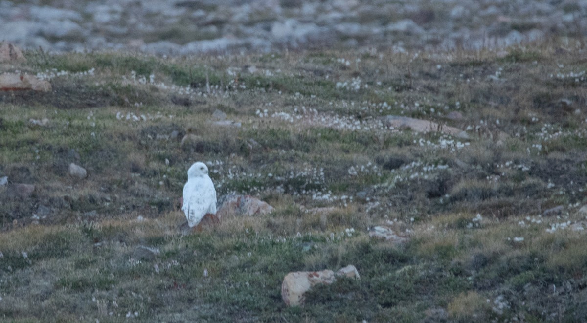Snowy Owl - ML254951471