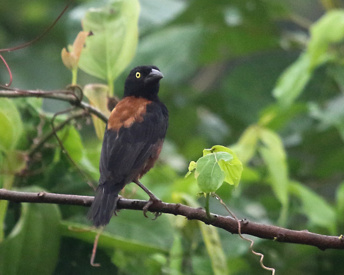 Chestnut-and-black Weaver - Myles McNally