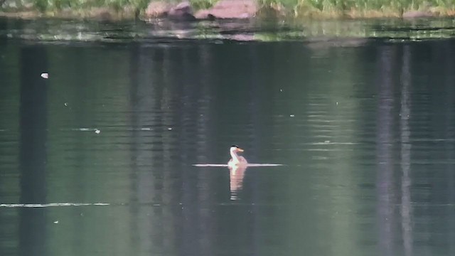 Clark's Grebe - ML254952781