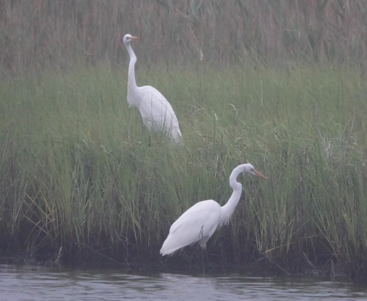 Great Egret - ML254952801