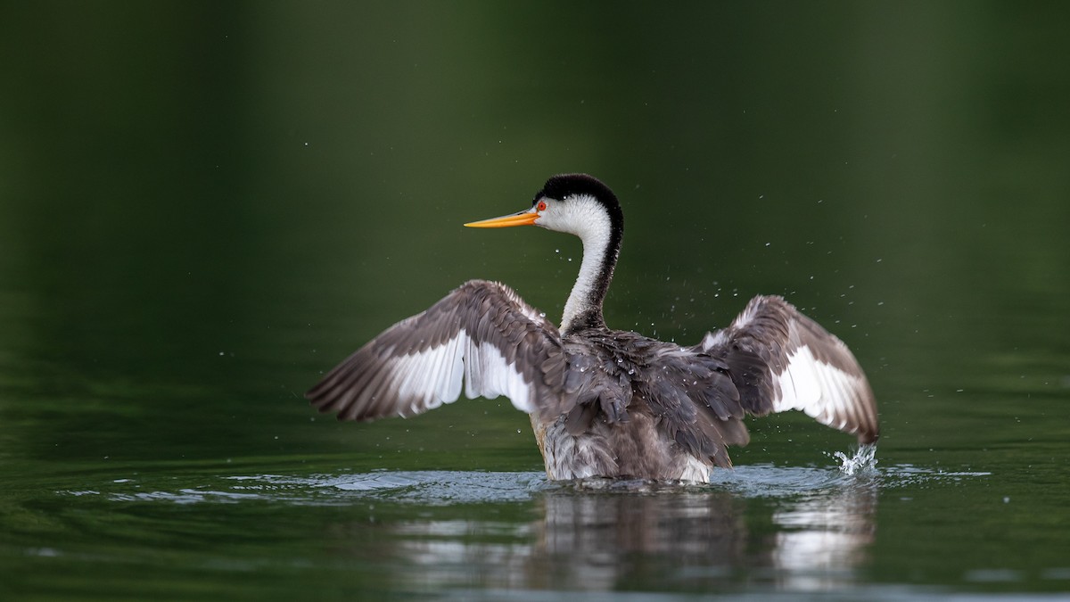 Clark's Grebe - Louis Bevier