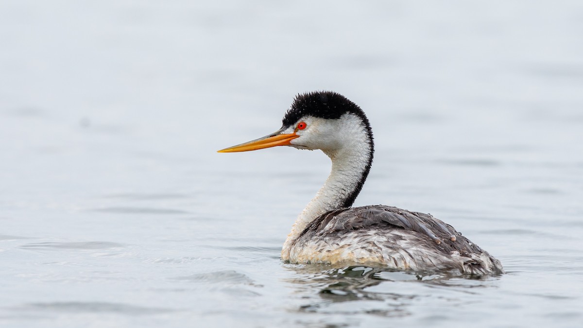 Clark's Grebe - ML254953721