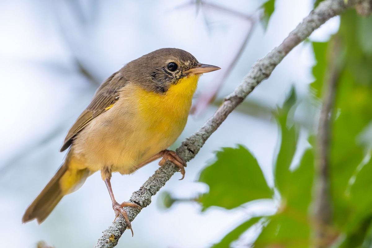 Common Yellowthroat - ML254958151