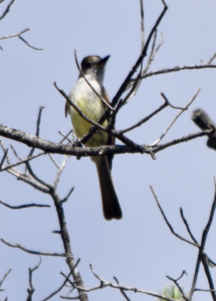 Dusky-capped Flycatcher - ML254958191