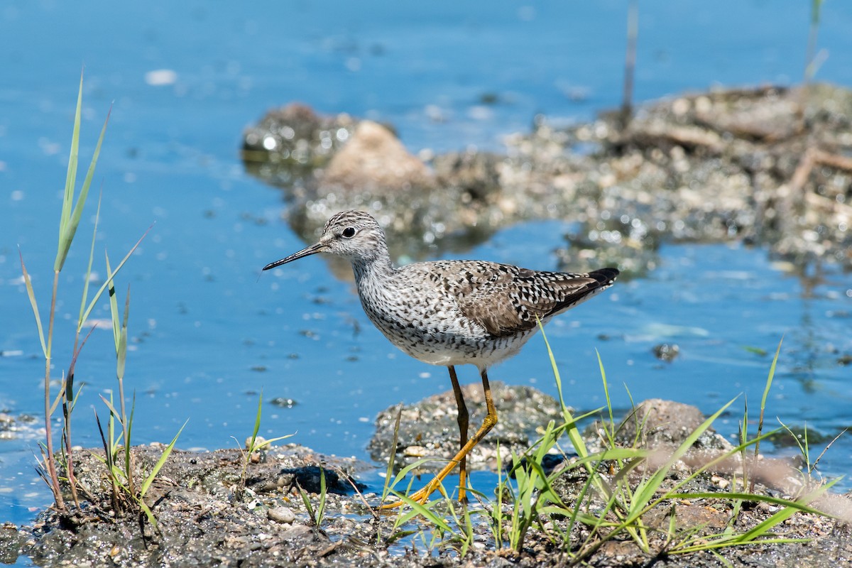 Lesser Yellowlegs - ML254958241