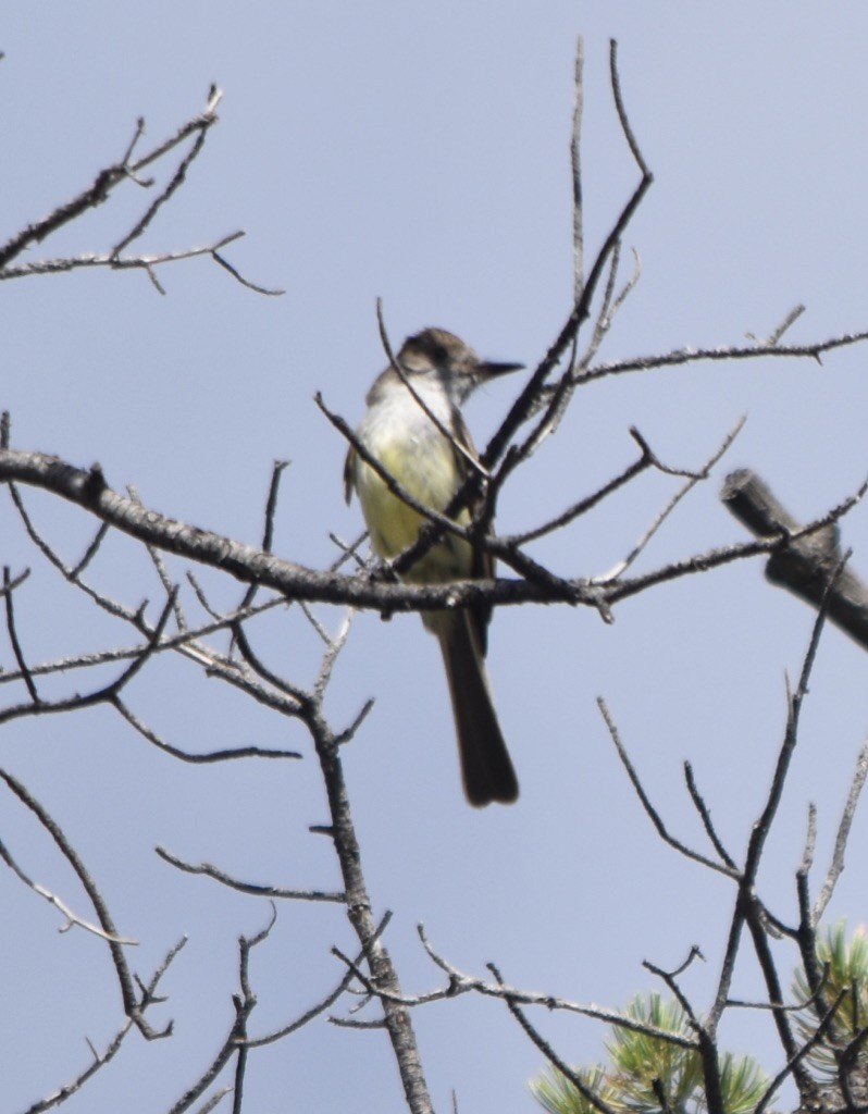 Dusky-capped Flycatcher - ML254958291