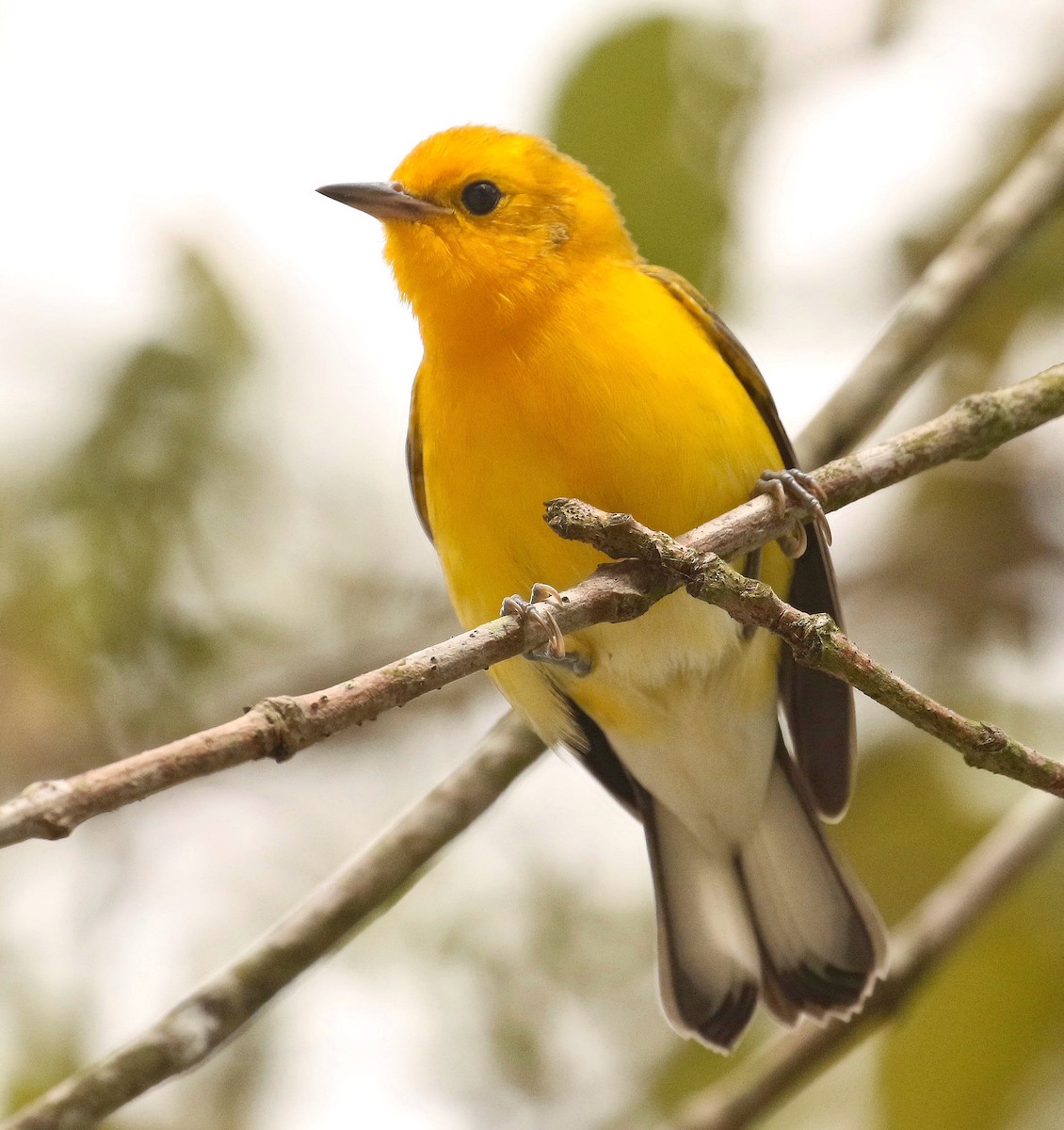 Prothonotary Warbler - ML254959981