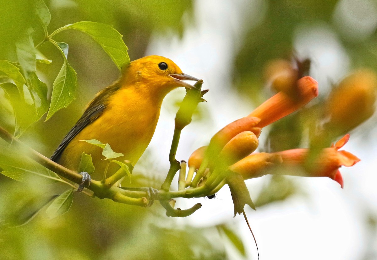 Prothonotary Warbler - ML254960071