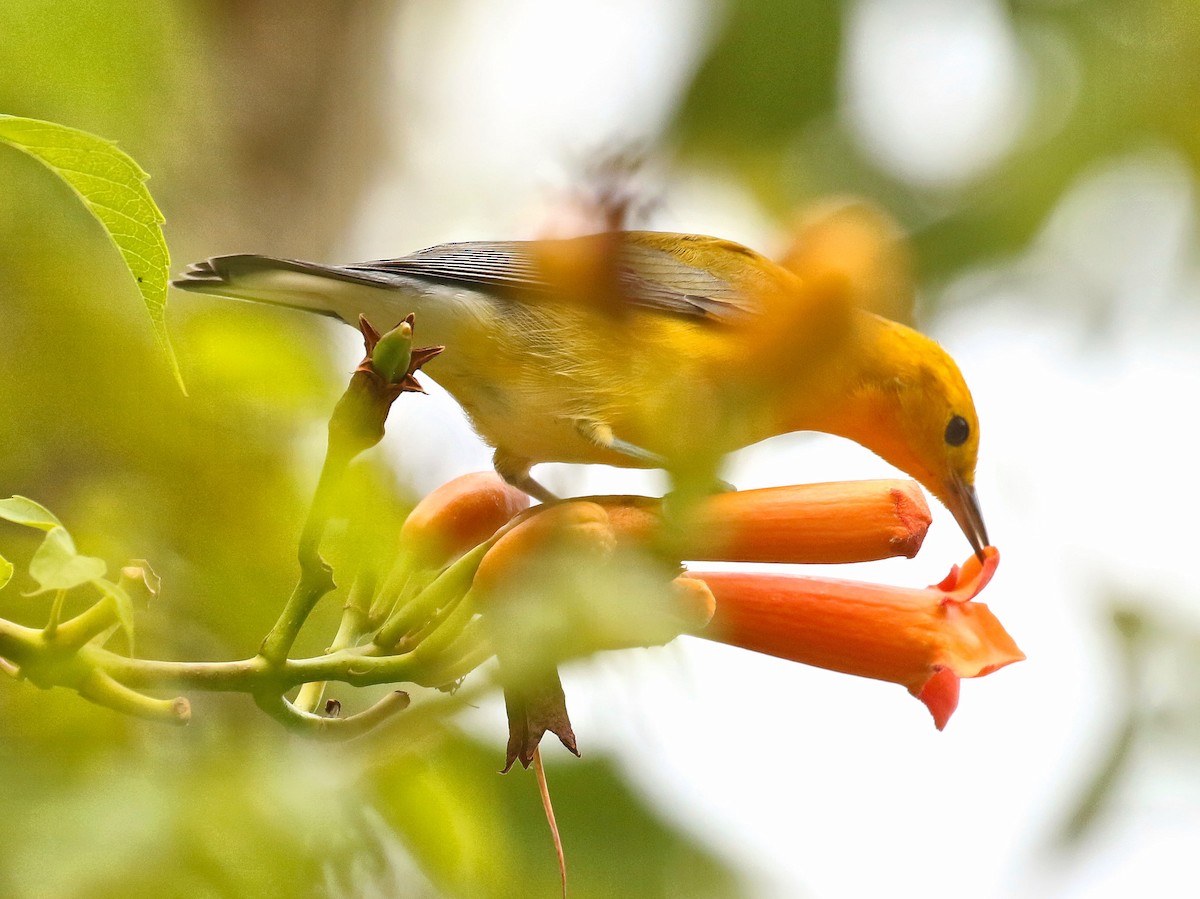 Prothonotary Warbler - ML254960161