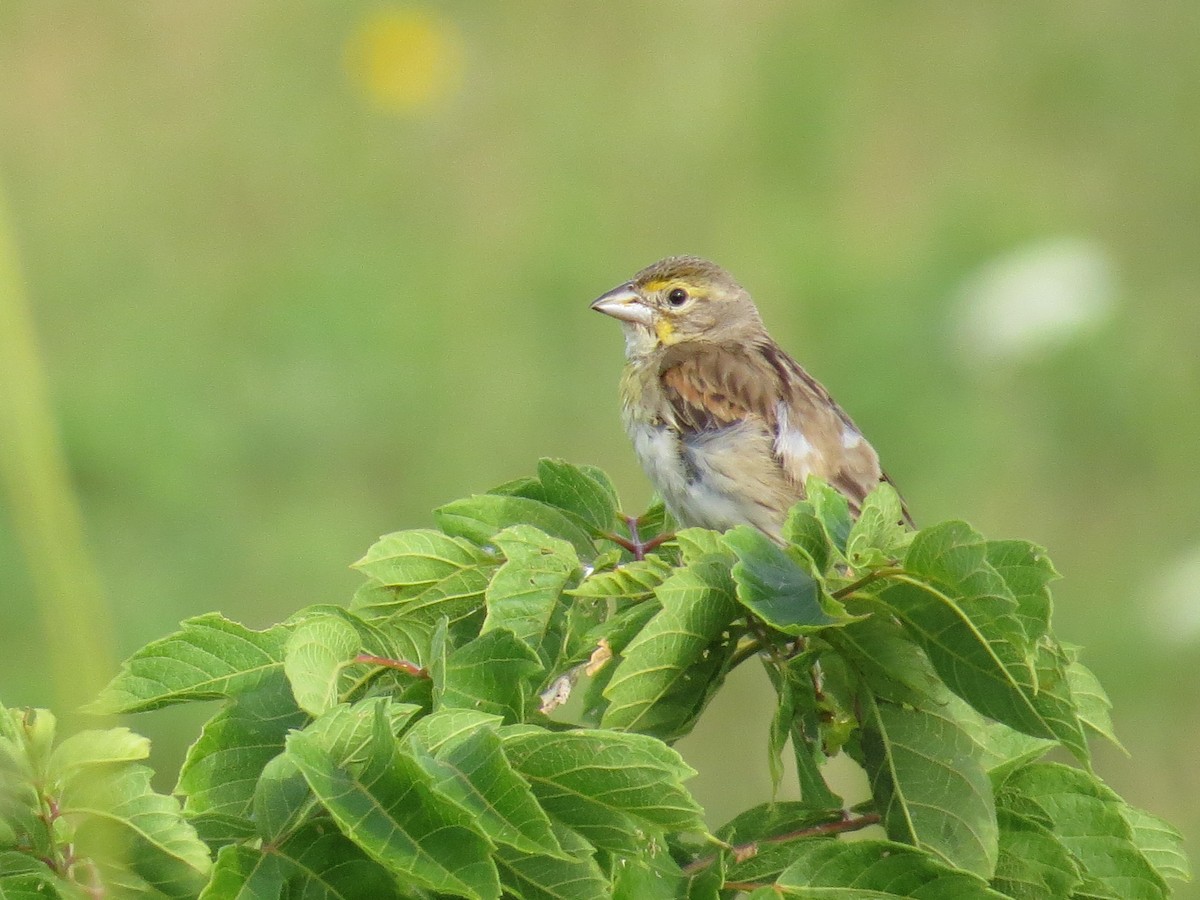 Dickcissel - ML254960501