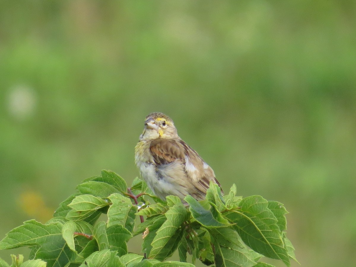 Dickcissel d'Amérique - ML254960511