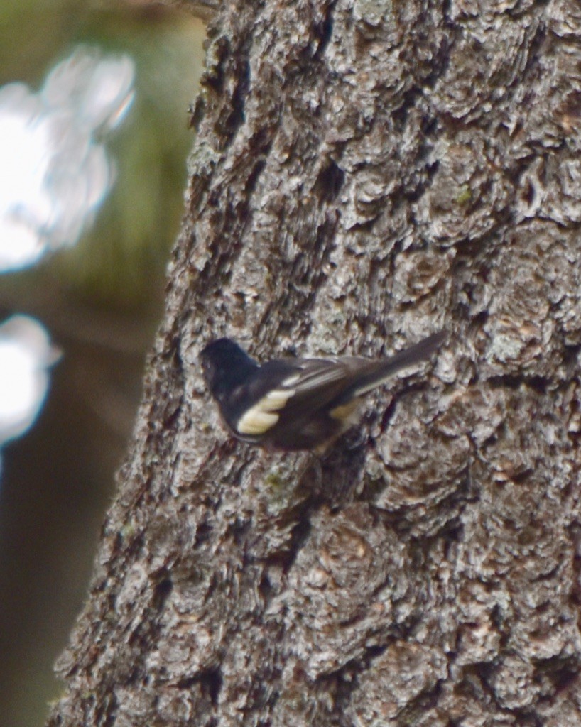 Painted Redstart - Jill Punches