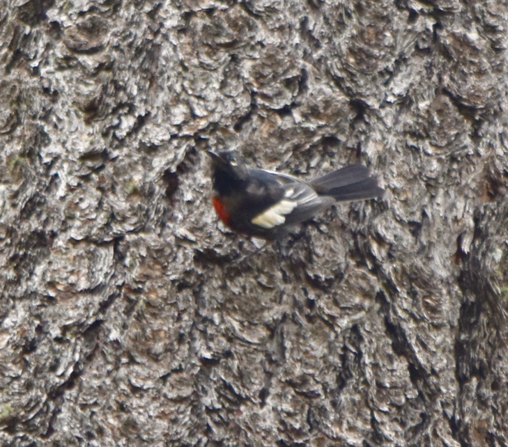 Painted Redstart - Jill Punches