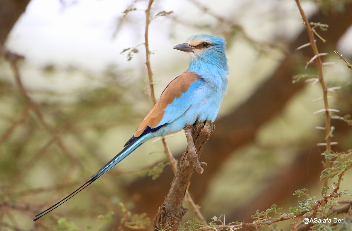 Abyssinian Roller - ML254963361