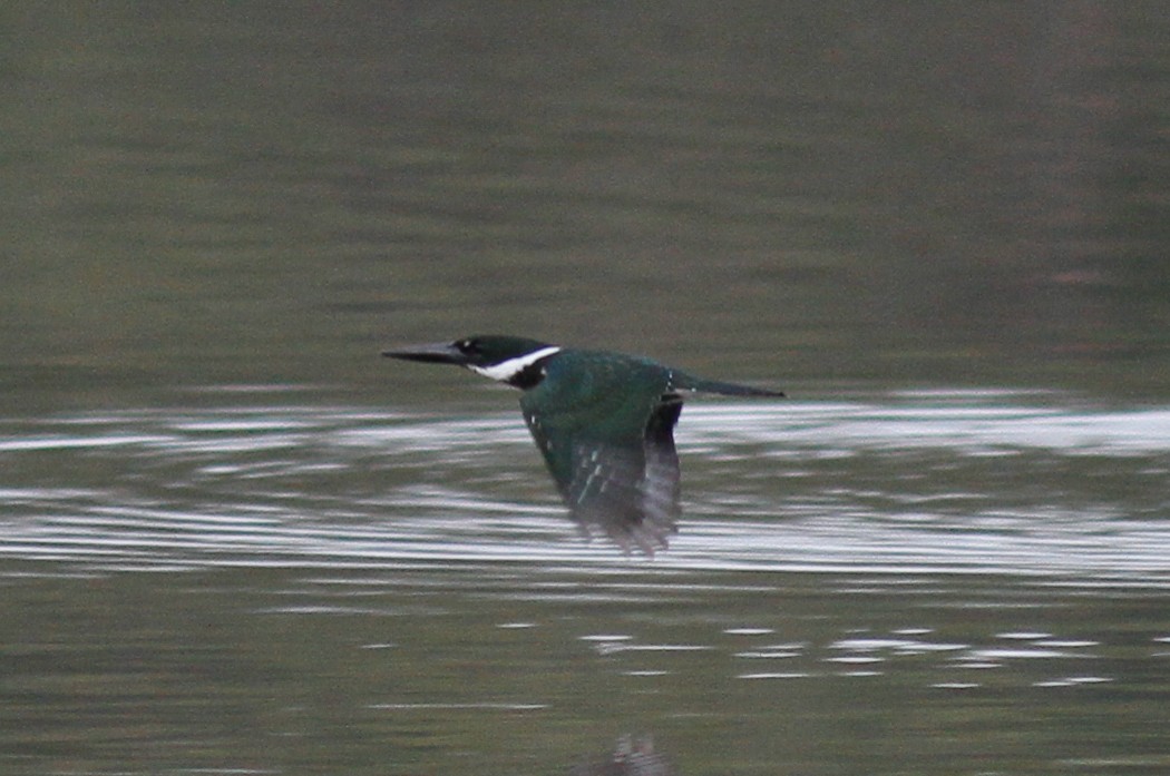 Amazon Kingfisher - ML254965101