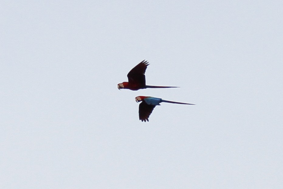 Red-and-green Macaw - ML254965161