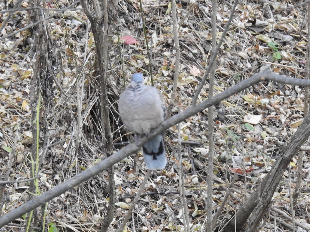 Oriental Turtle-Dove - ML254965411