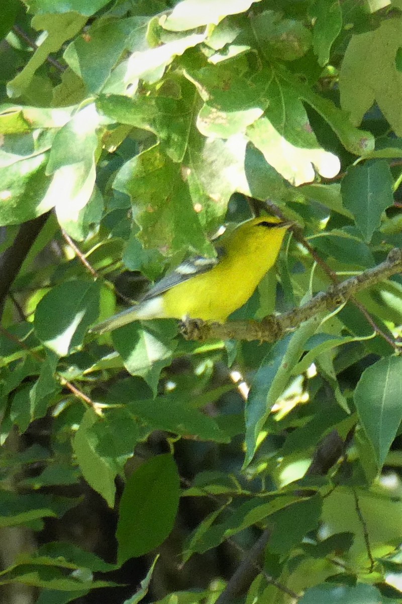 Blue-winged Warbler - K K