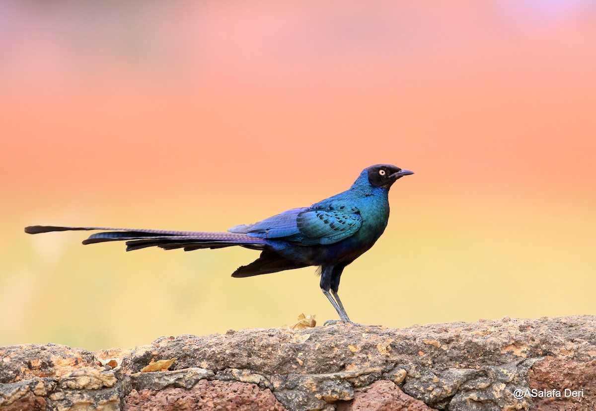 Long-tailed Glossy Starling - Fanis Theofanopoulos (ASalafa Deri) 🐐