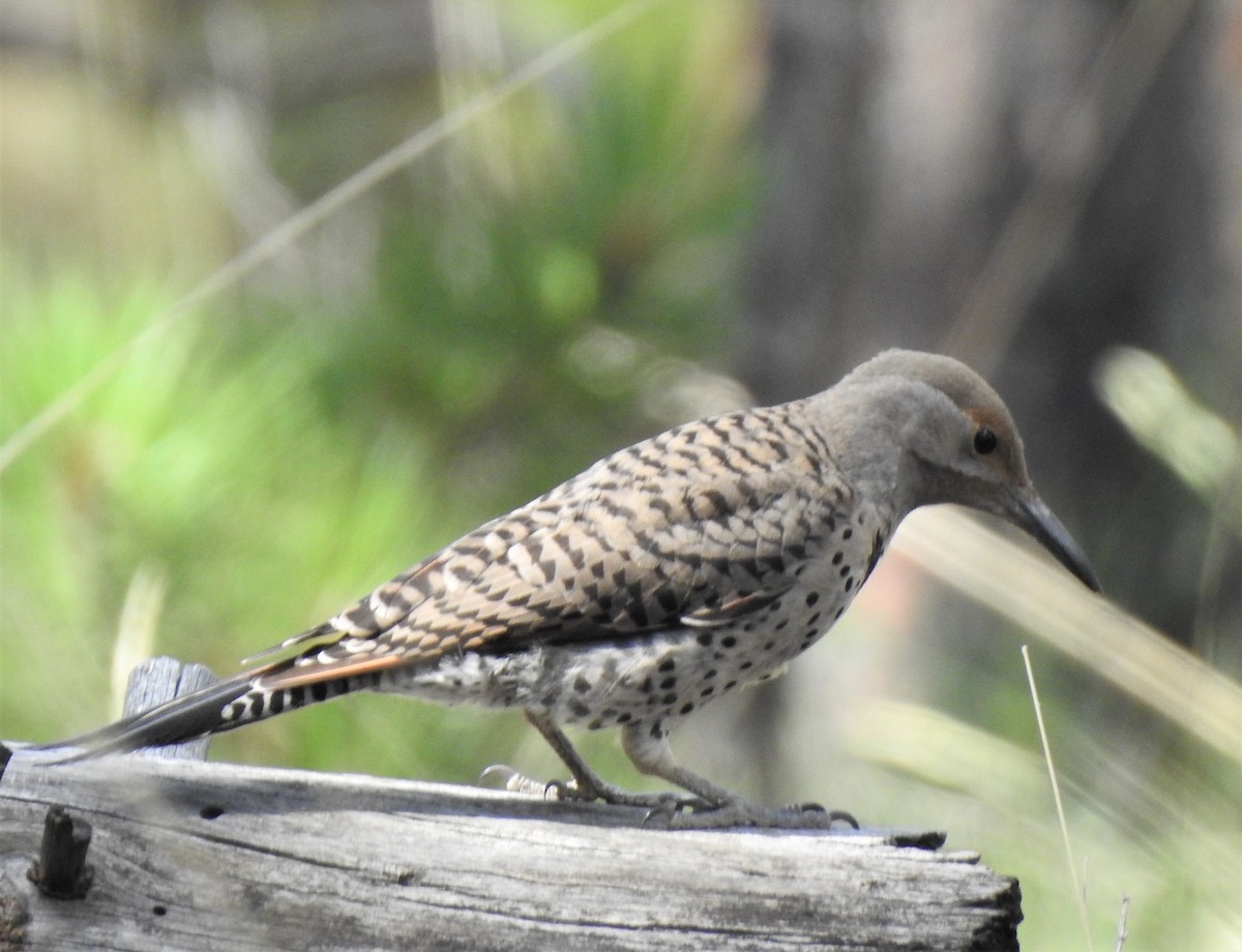Northern Flicker - ML254966131