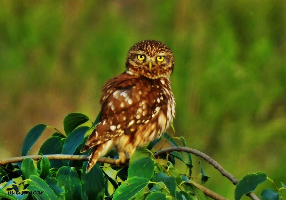 Little Owl - ML254966941