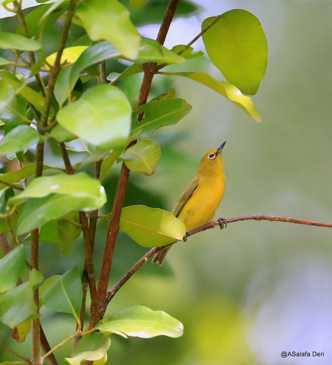 Northern Yellow White-eye (senegalensis/demeryi) - ML254967711