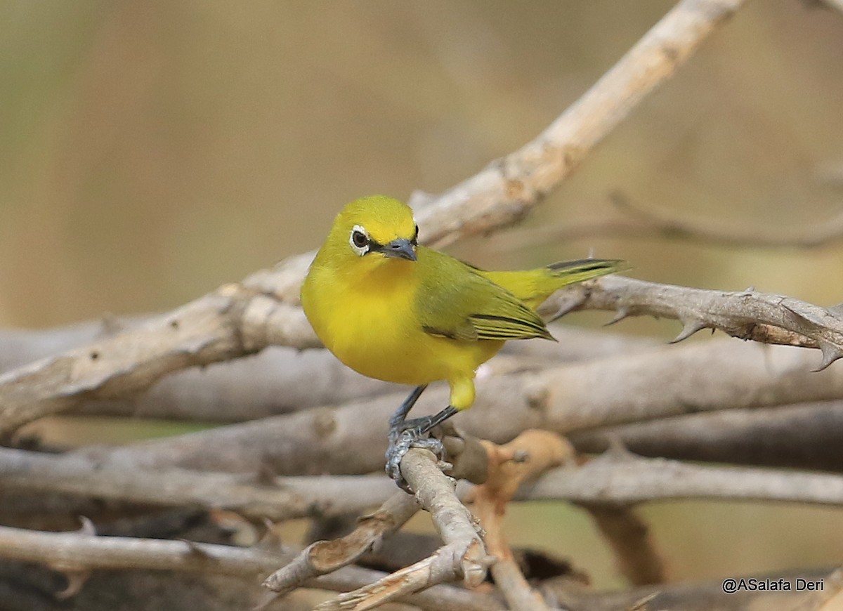 Northern Yellow White-eye (senegalensis/demeryi) - ML254967771