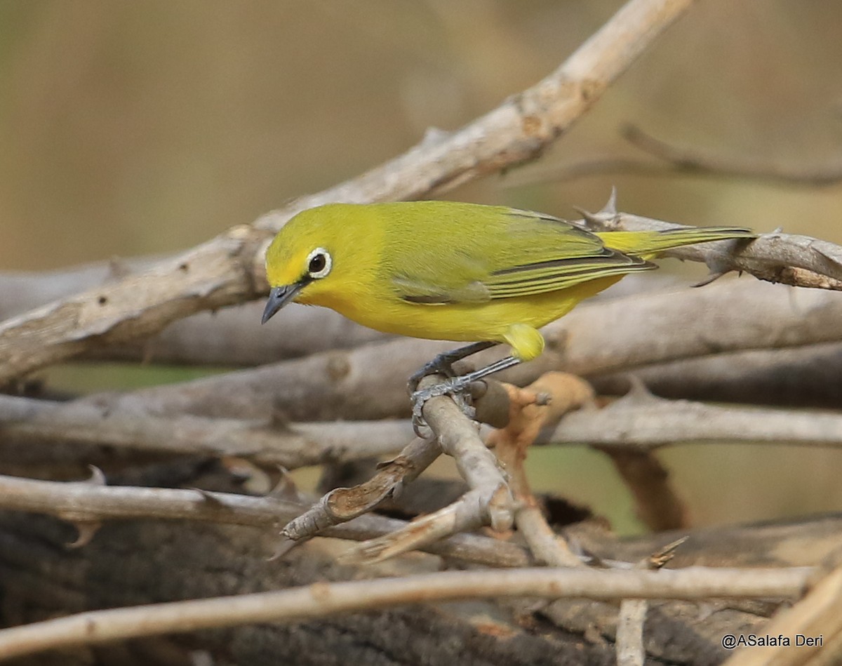 Northern Yellow White-eye (senegalensis/demeryi) - Fanis Theofanopoulos (ASalafa Deri)