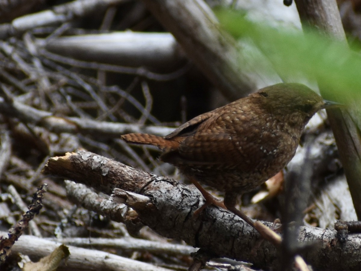Winter Wren - ML254967951