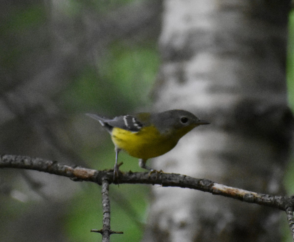 Magnolia Warbler - ML254968061