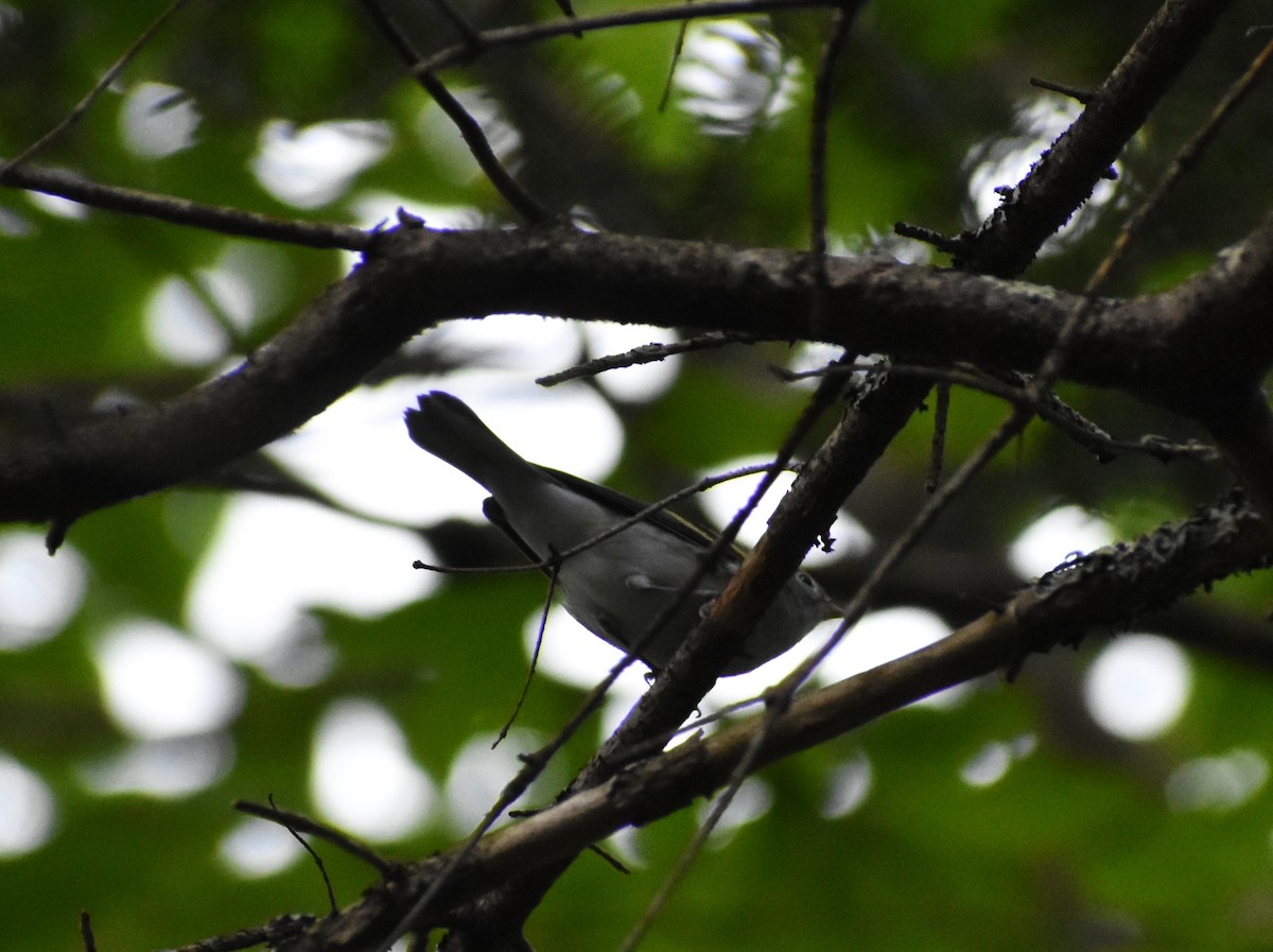 Chestnut-sided Warbler - ML254969141
