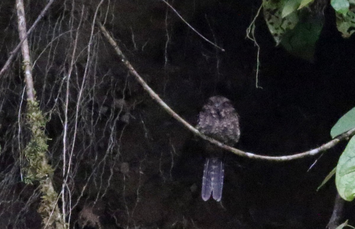 Lyre-tailed Nightjar - ML25496931