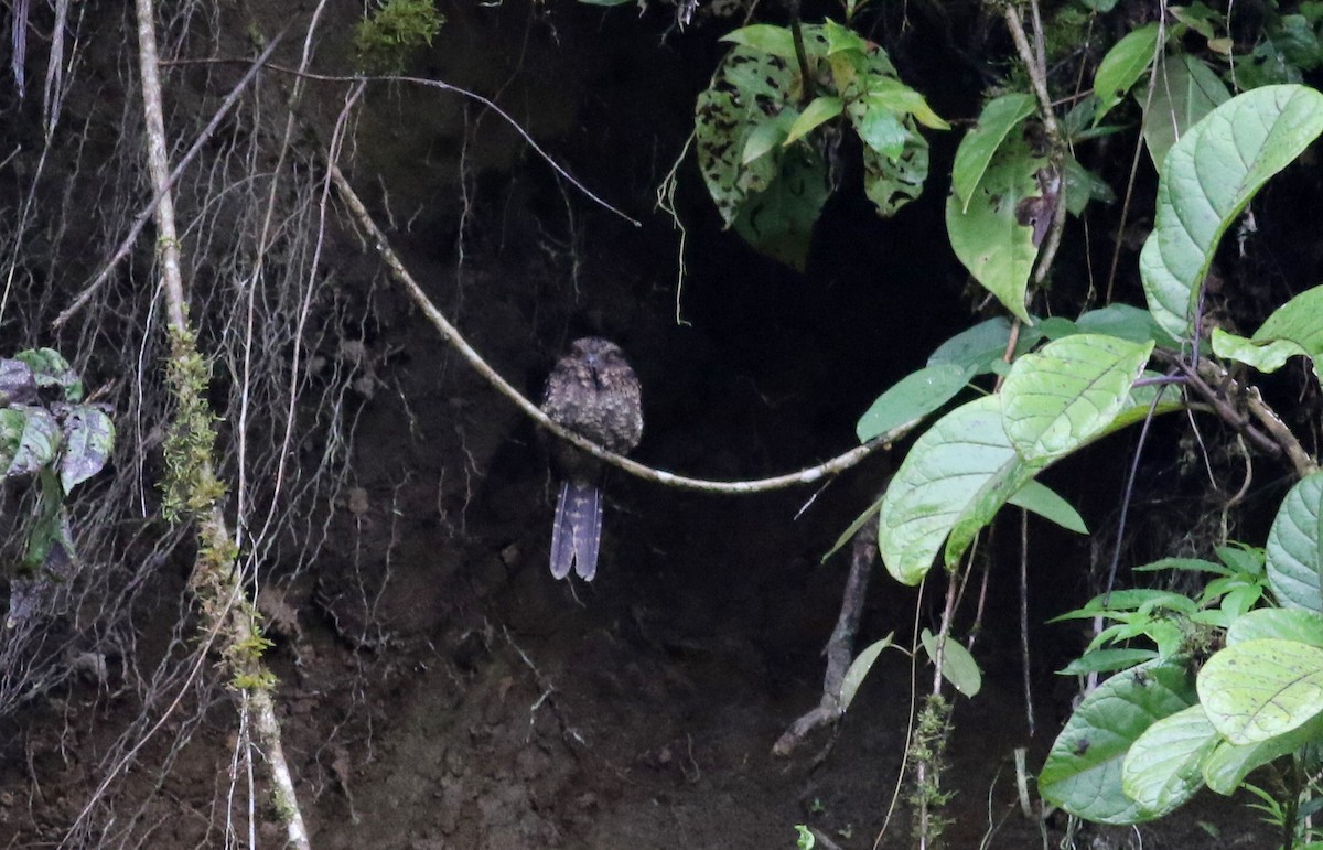 Lyre-tailed Nightjar - ML25496981