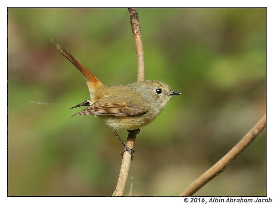 Slaty-blue Flycatcher - Albin Jacob