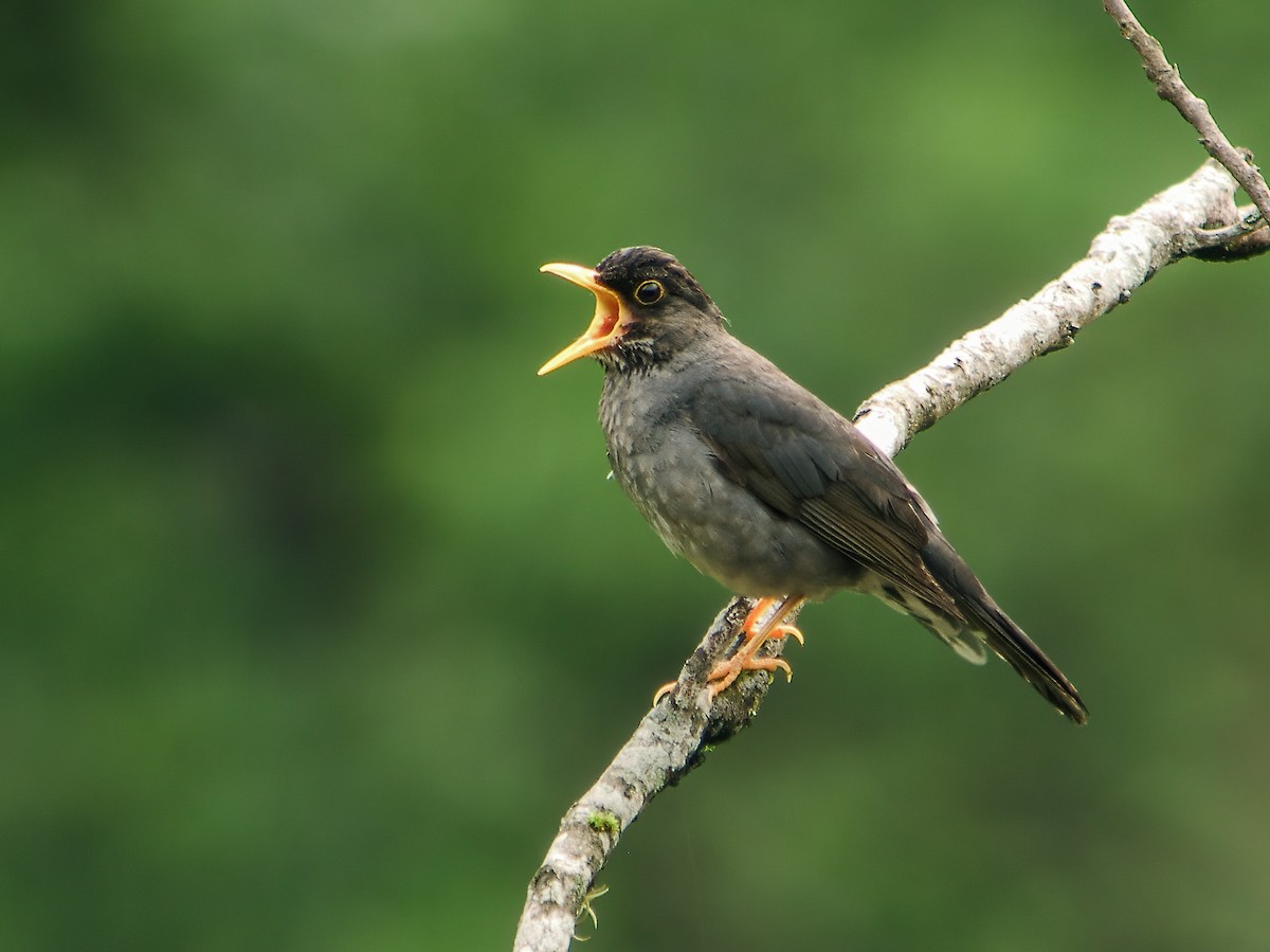 Andean Slaty Thrush - Nick Athanas