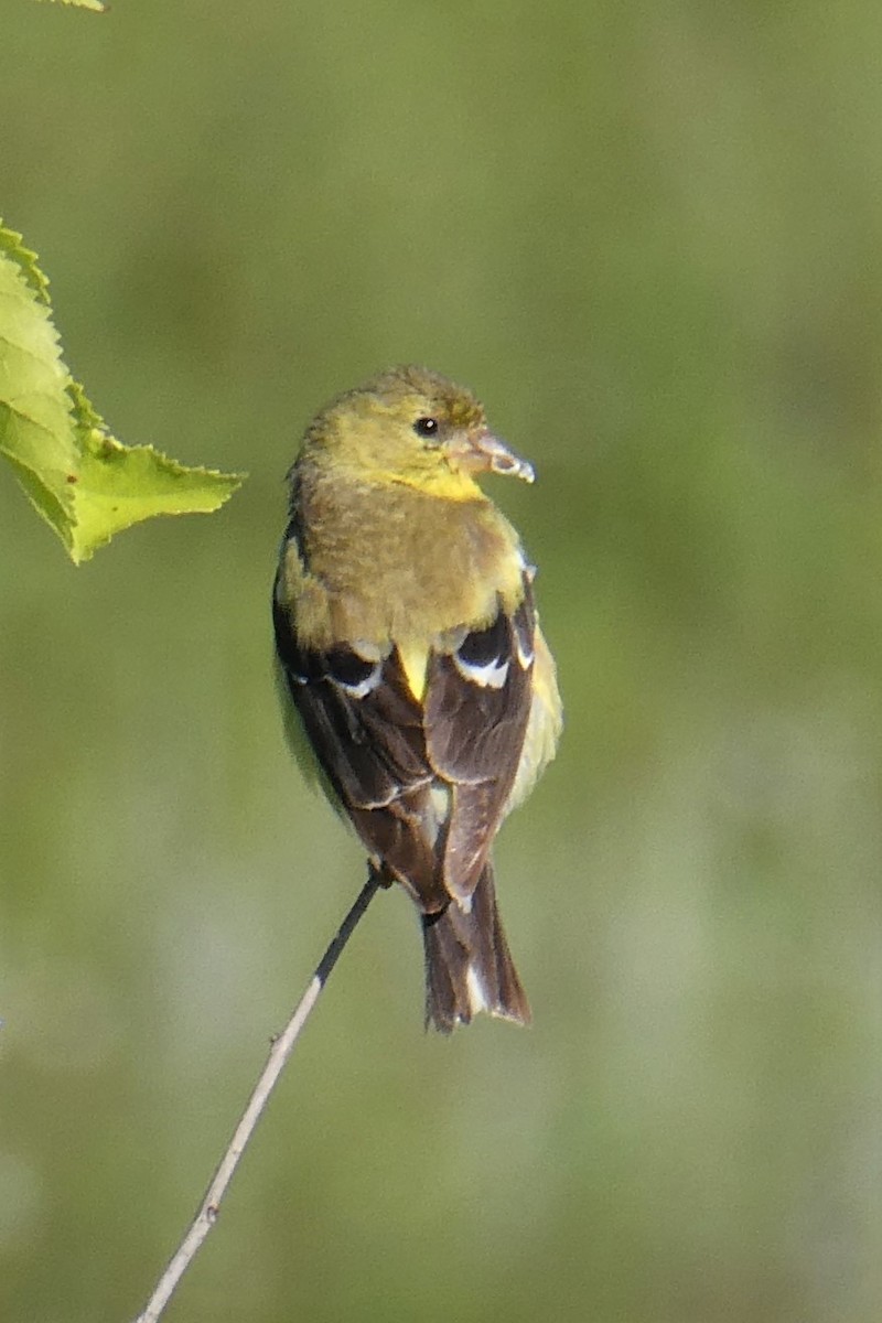 American Goldfinch - ML254970111