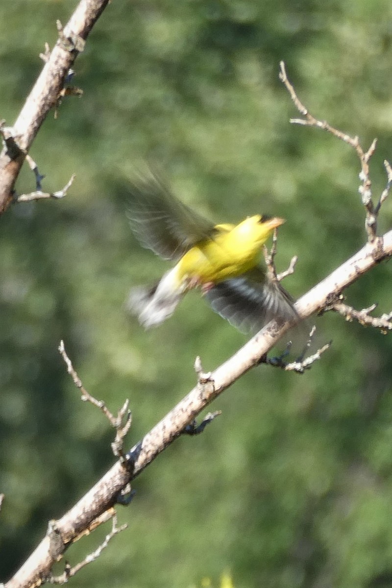 American Goldfinch - ML254970231