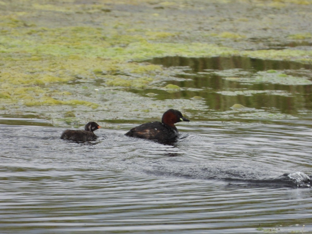 Little Grebe - joao magro